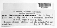 Melanospora chionea image